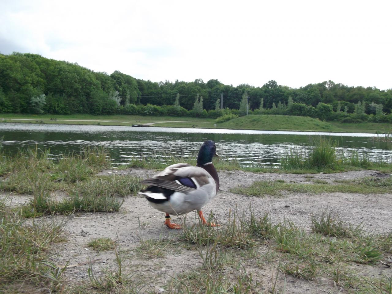 mon canard